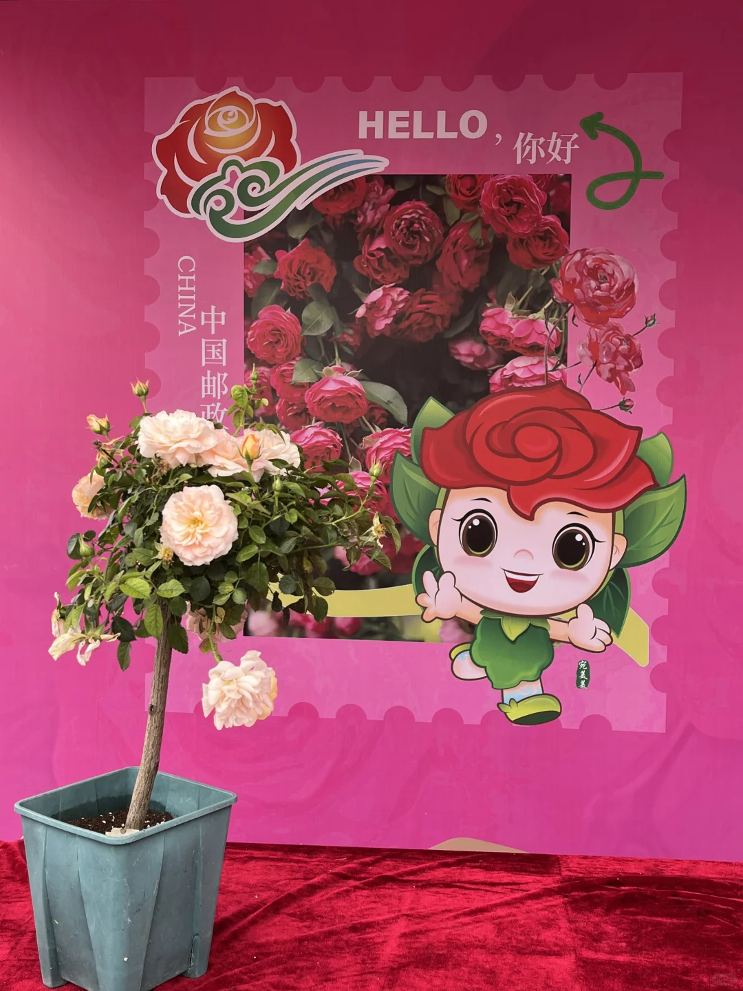 南阳第三届月季博览会邮戳?