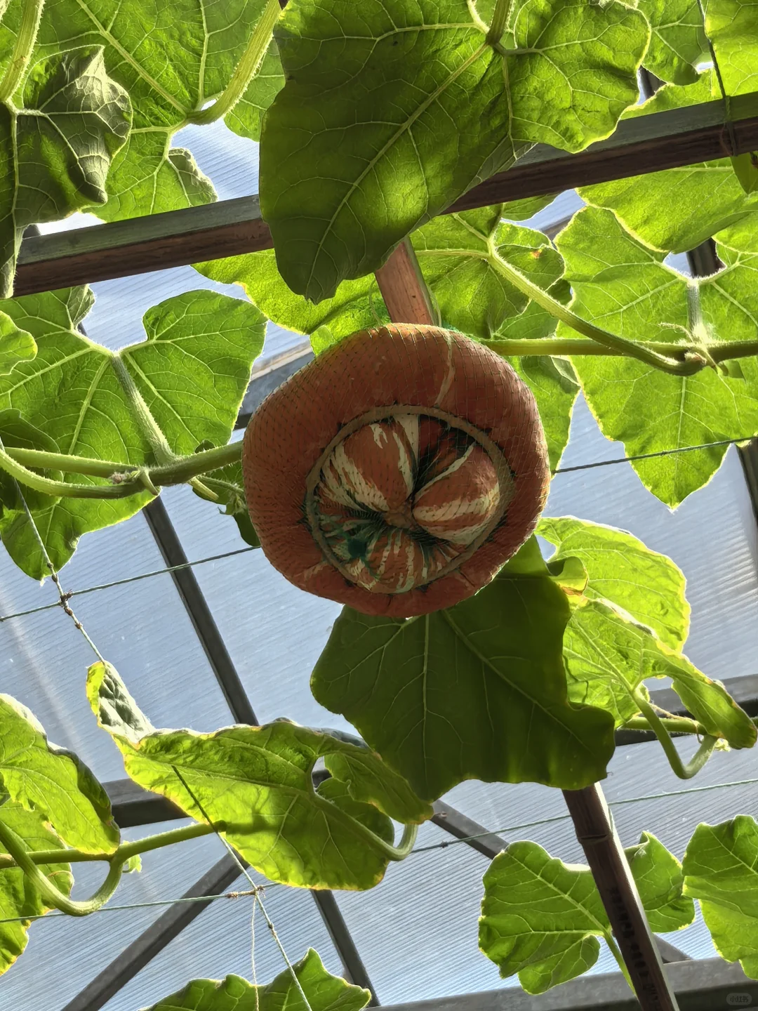 五一都粗来耍！寿光蔬菜博览会 | 打卡攻略