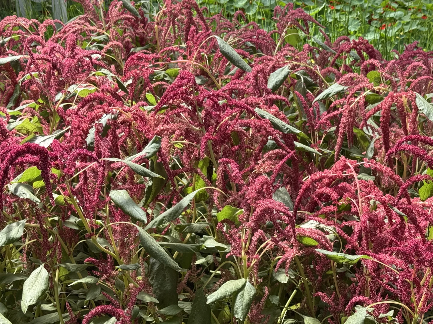 寿光蔬菜博览会，值得去