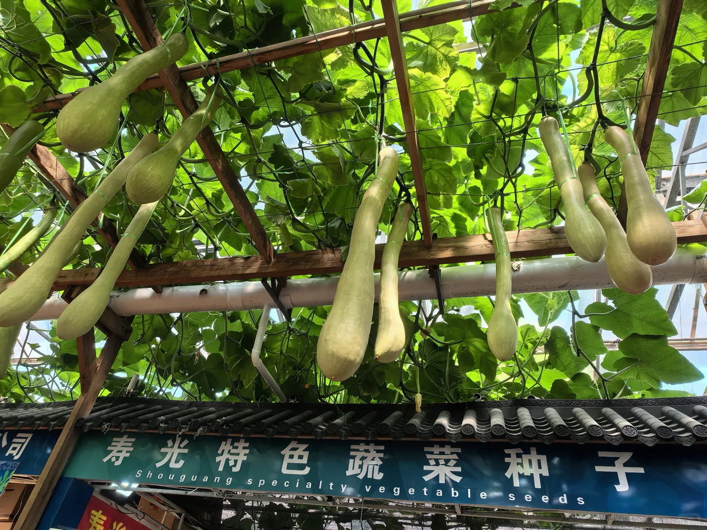 五一都粗来耍！寿光蔬菜博览会 | 打卡攻略