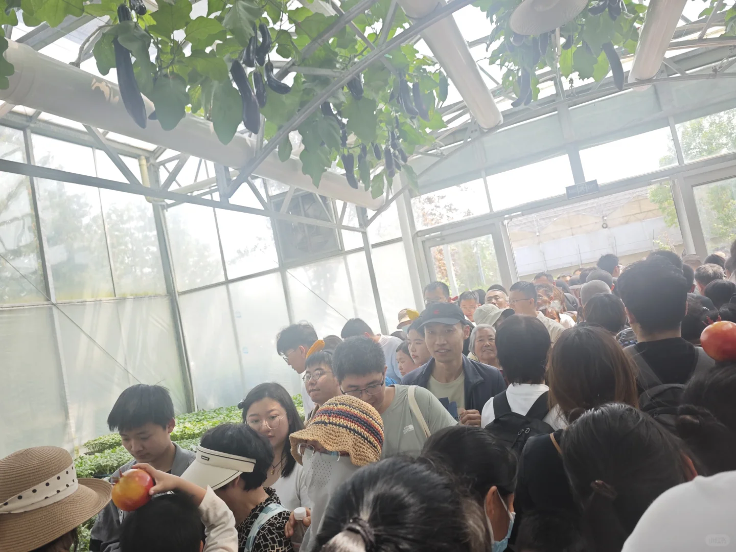 避雷！寿光菜博会！！