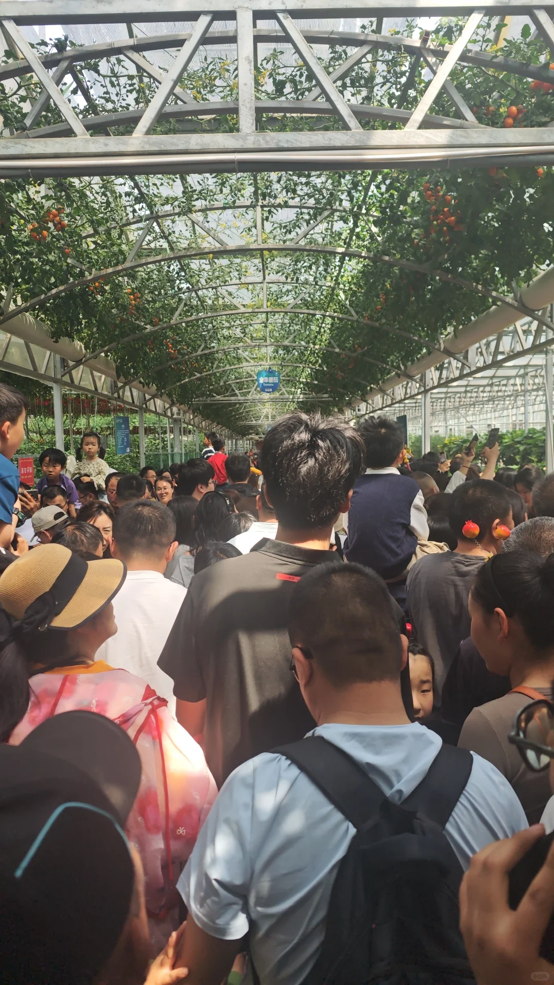 避雷！寿光菜博会！！
