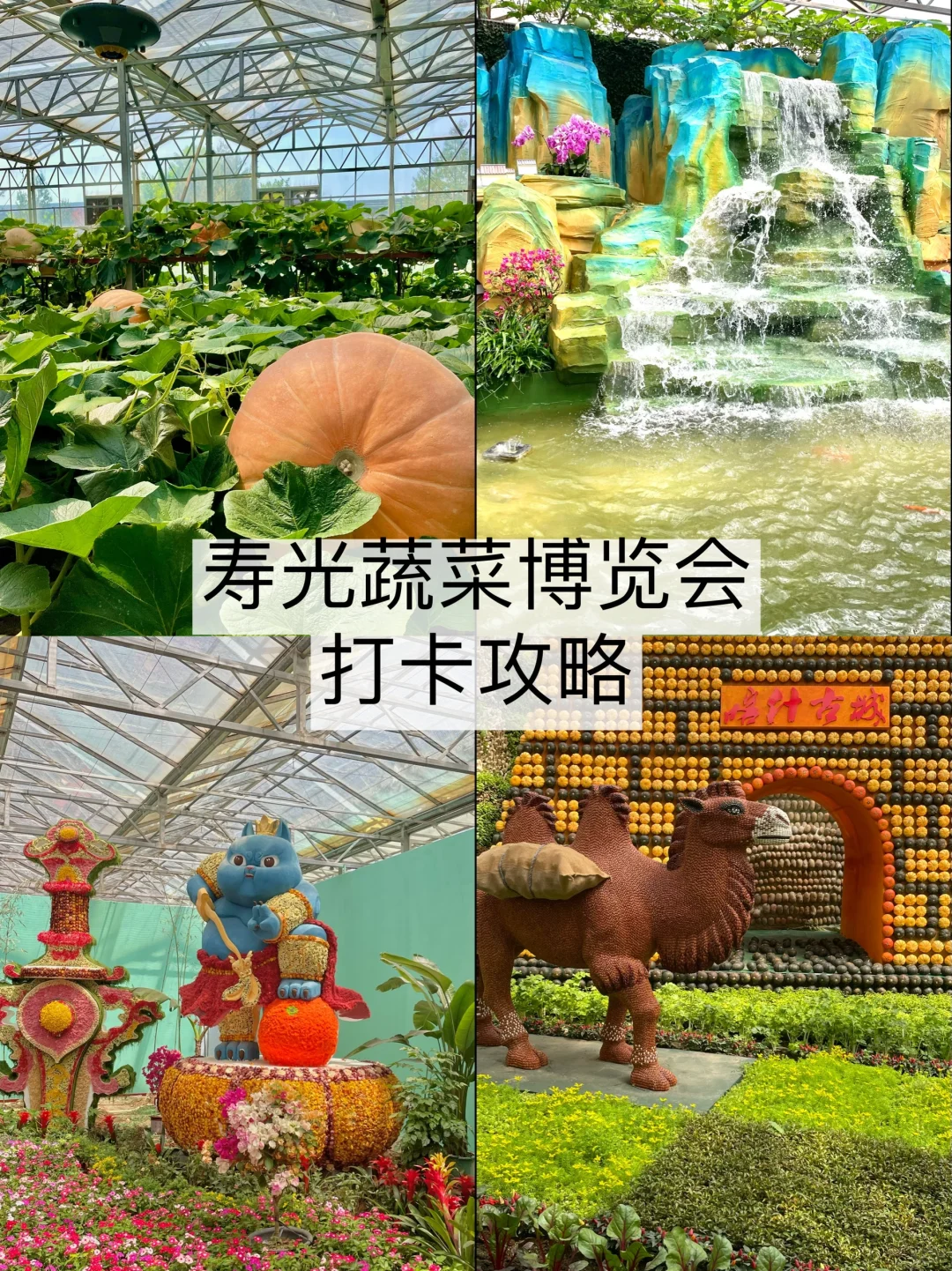 plog | 寿光菜博会打卡攻略