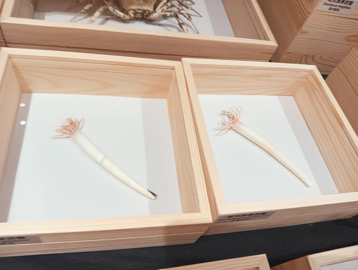 广州贝展有感