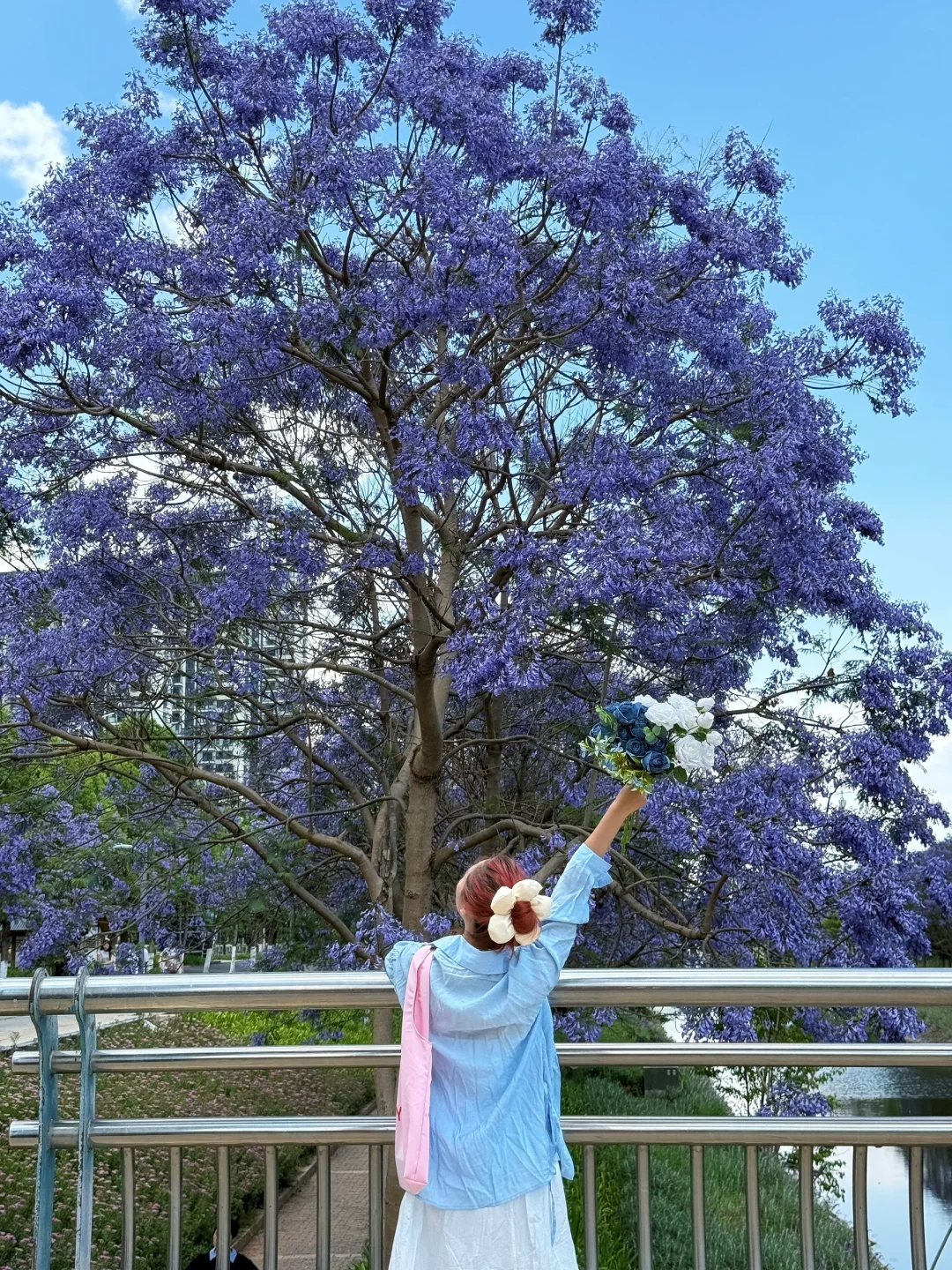 告别仰拍‼️会展中心的蓝花楹也太好拍了吧?