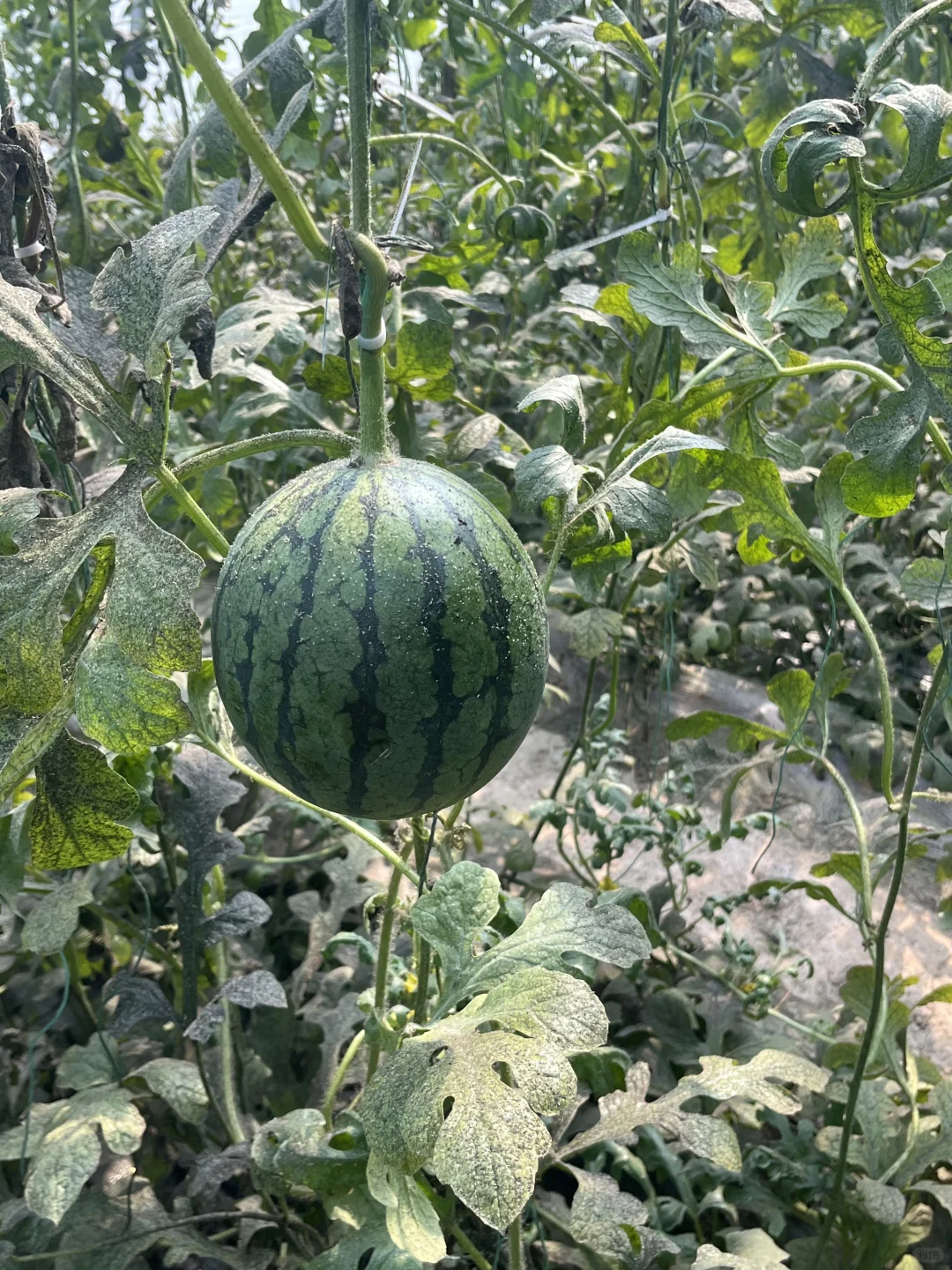今天的寿光菜博会有一亿人！
