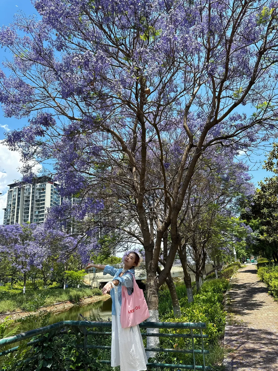 告别仰拍‼️会展中心的蓝花楹也太好拍了吧?