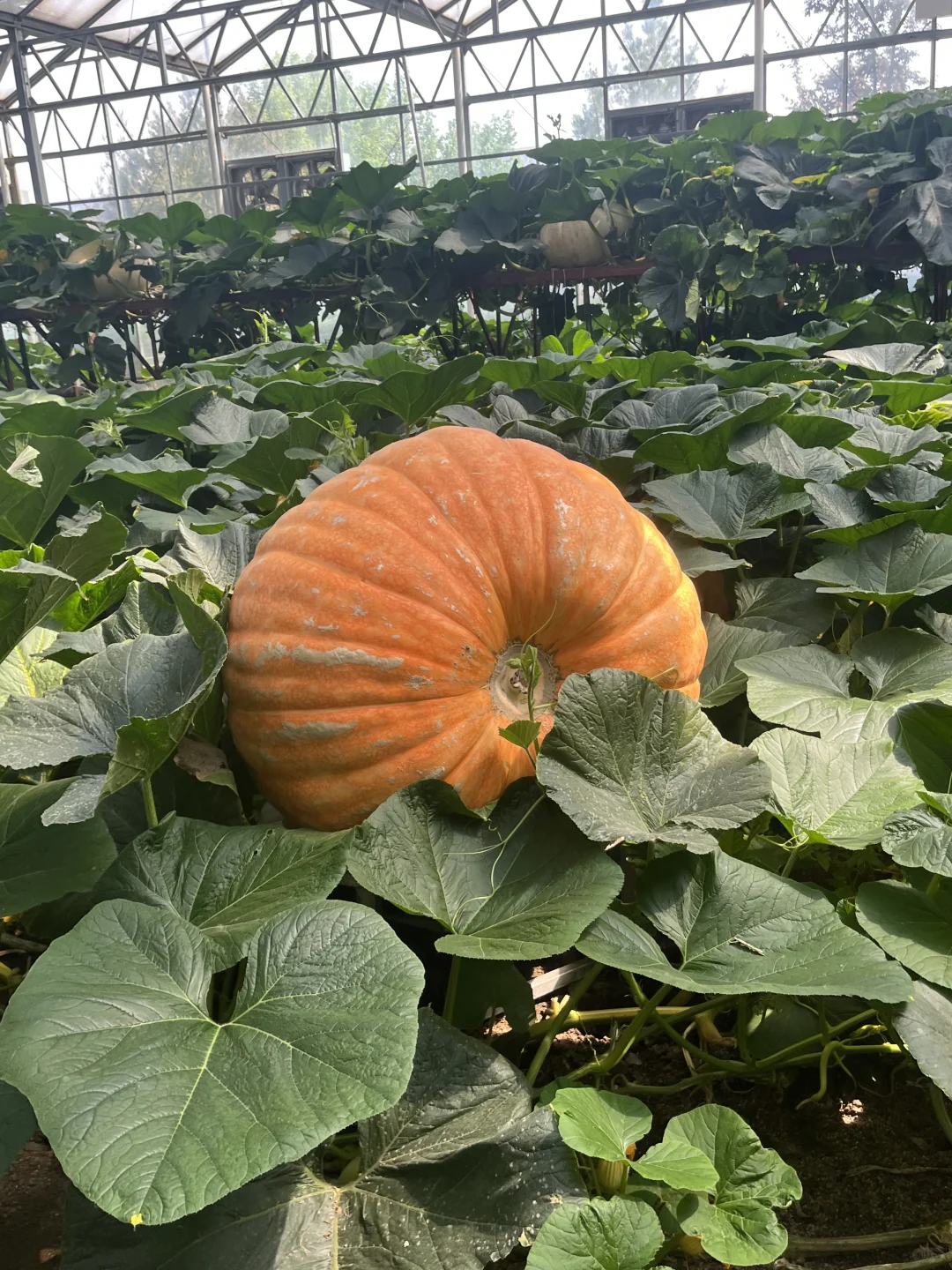 今天的寿光菜博会有一亿人！