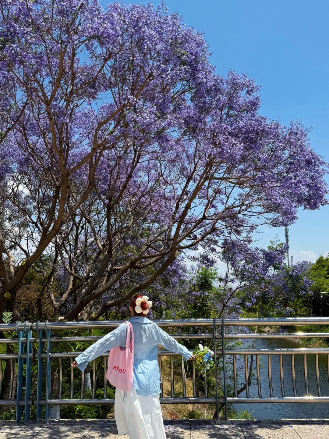 告别仰拍‼️会展中心的蓝花楹也太好拍了吧?
