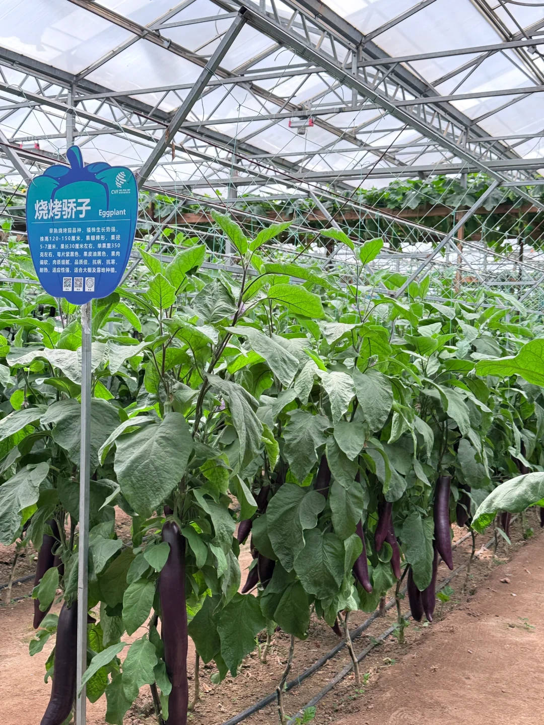 寿光菜博会保姆级攻略?