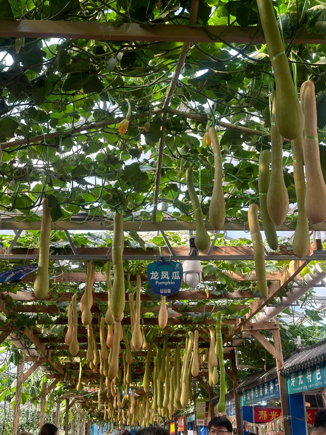 五一寿光蔬菜博览会攻略