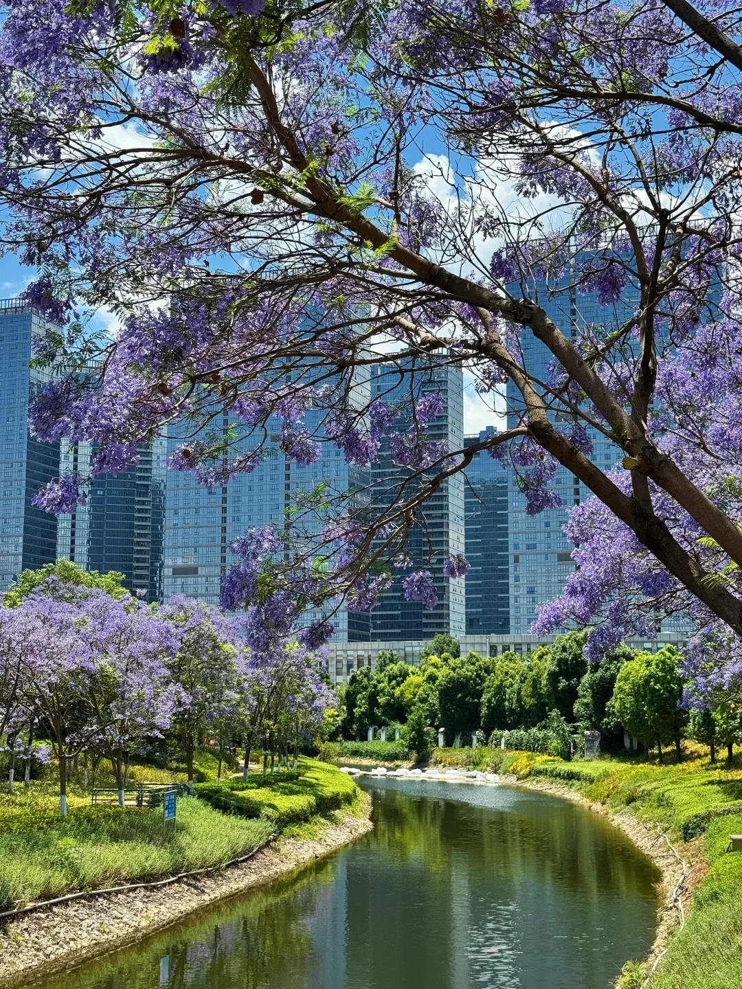 告别仰拍‼️会展中心的蓝花楹也太好拍了吧?