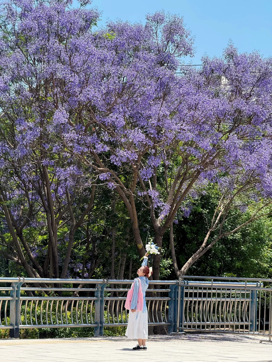 告别仰拍‼️会展中心的蓝花楹也太好拍了吧?