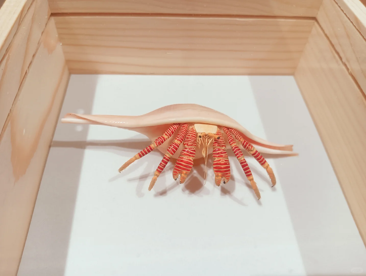 广州贝展有感