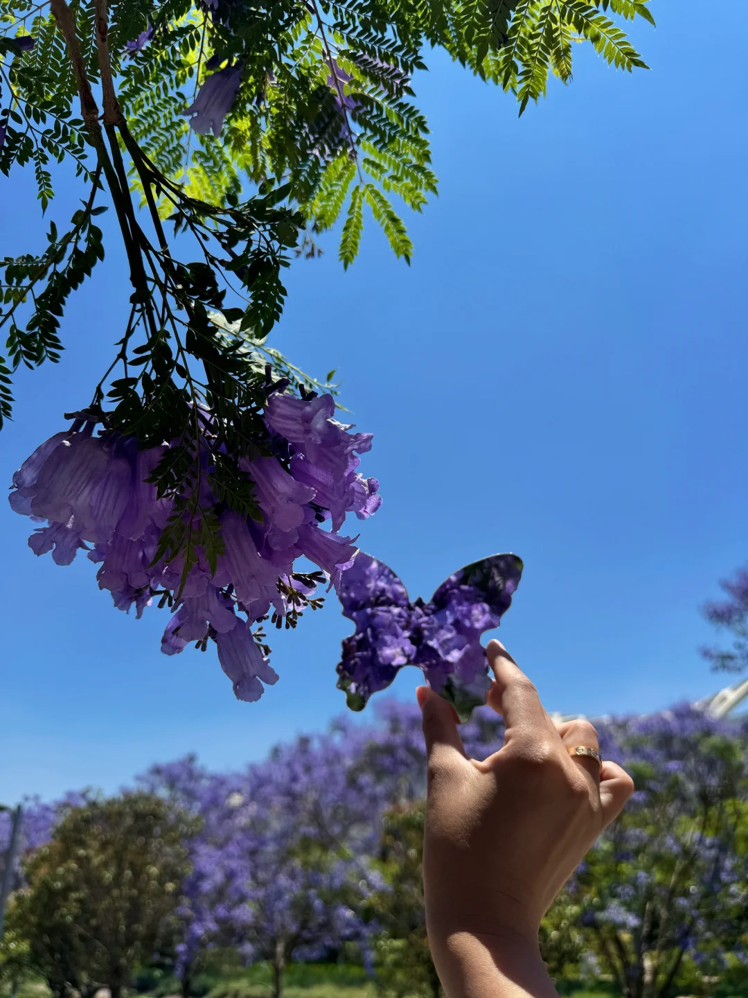 告别仰拍‼️会展中心的蓝花楹也太好拍了吧?