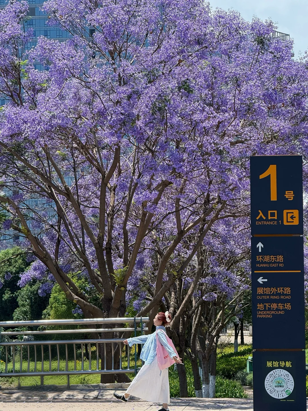 告别仰拍‼️会展中心的蓝花楹也太好拍了吧?