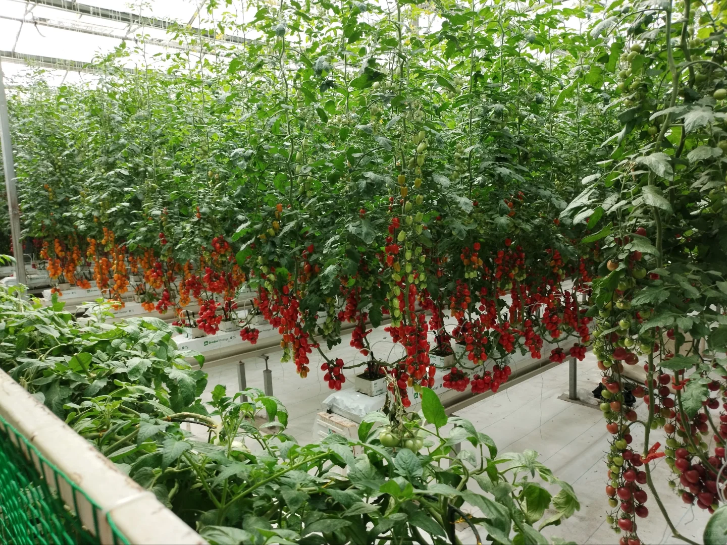 第26届寿光蔬菜博览会