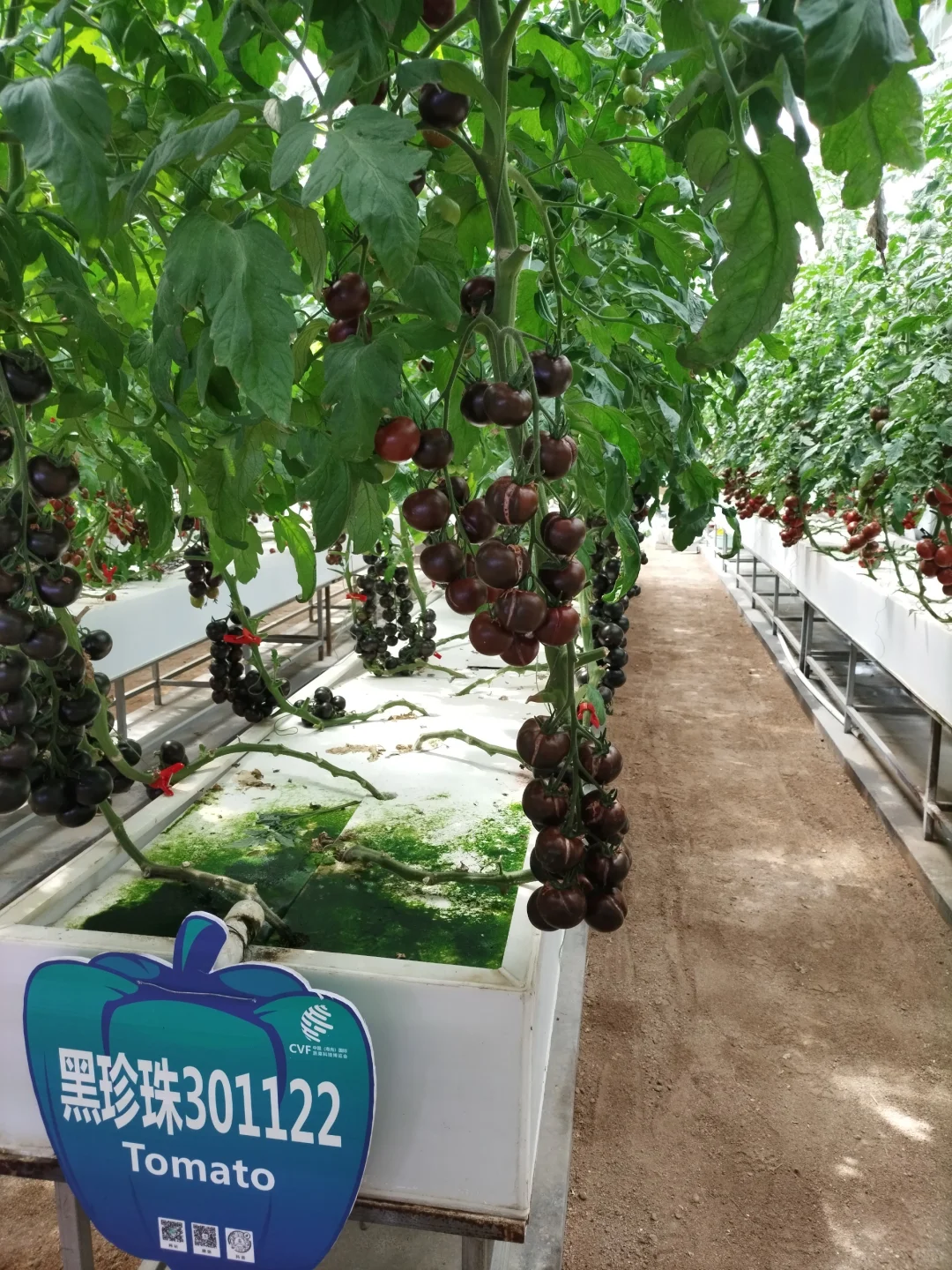 第26届寿光蔬菜博览会