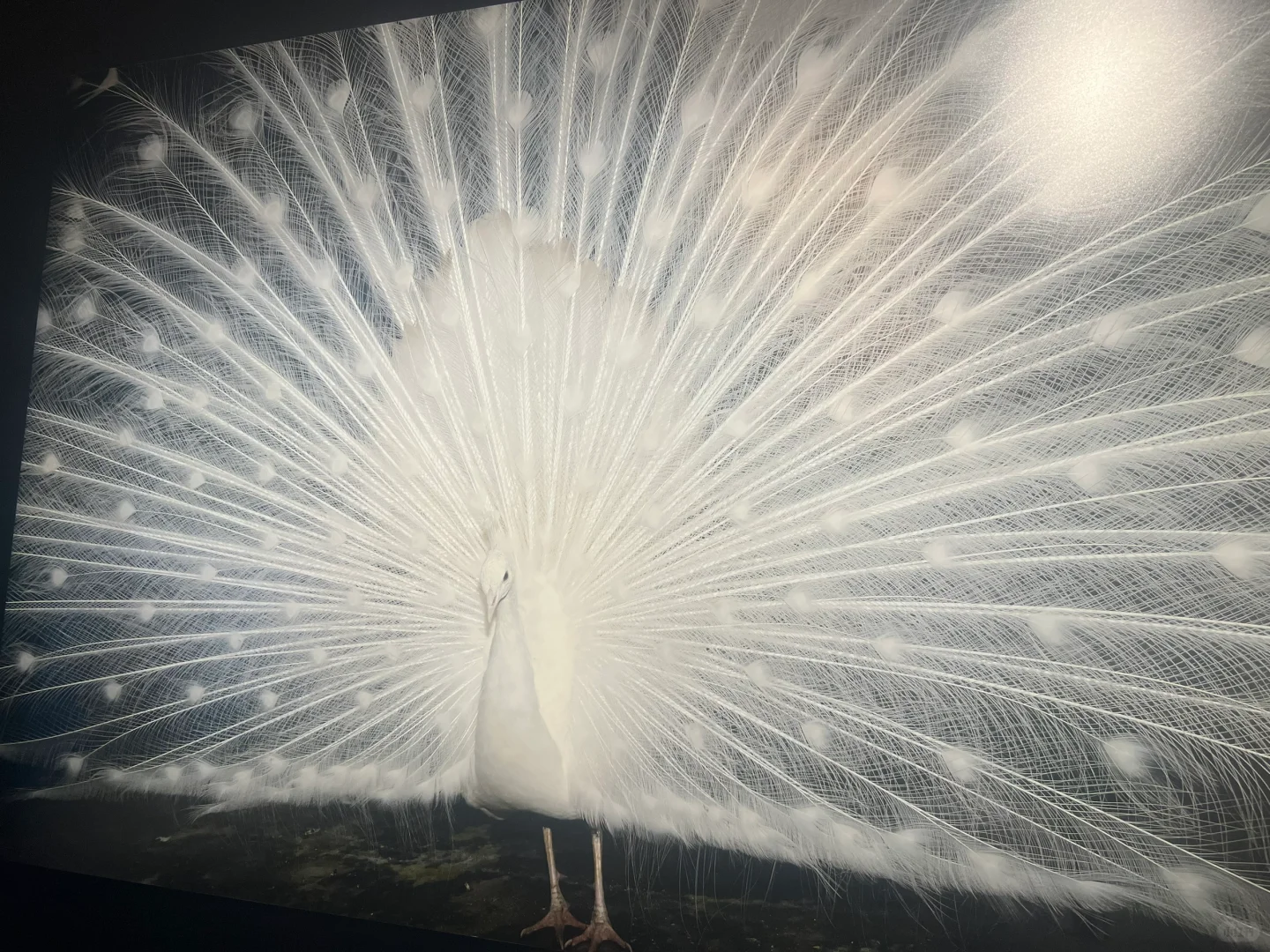 摄影可以这么玩！看影像上海艺术博览会