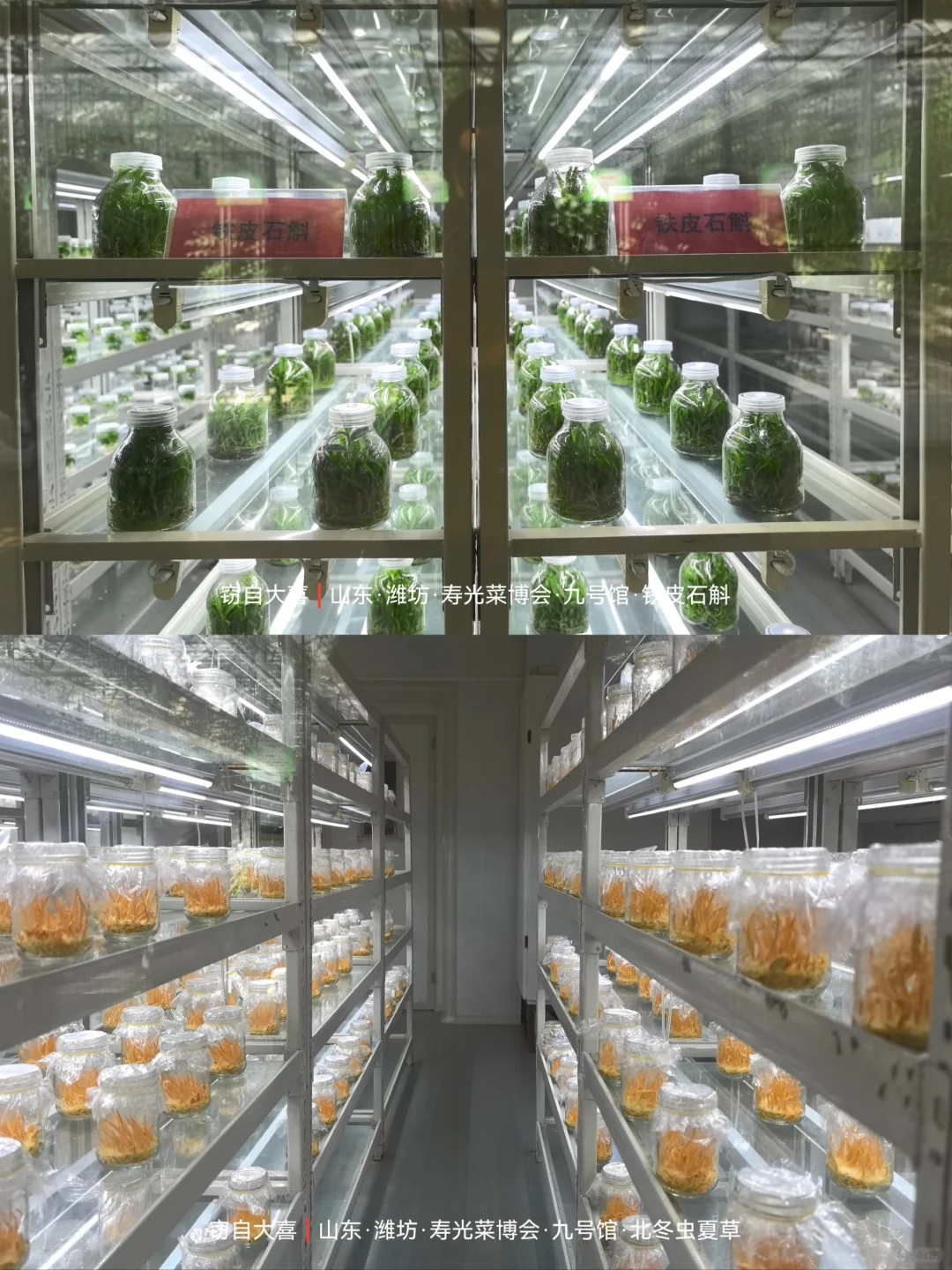 寿光菜博会首日完全打卡?攻略来了