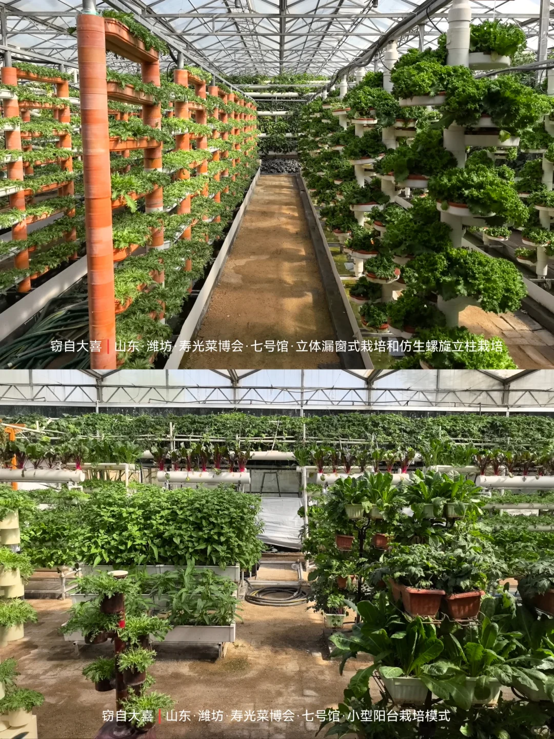 寿光菜博会首日完全打卡?攻略来了