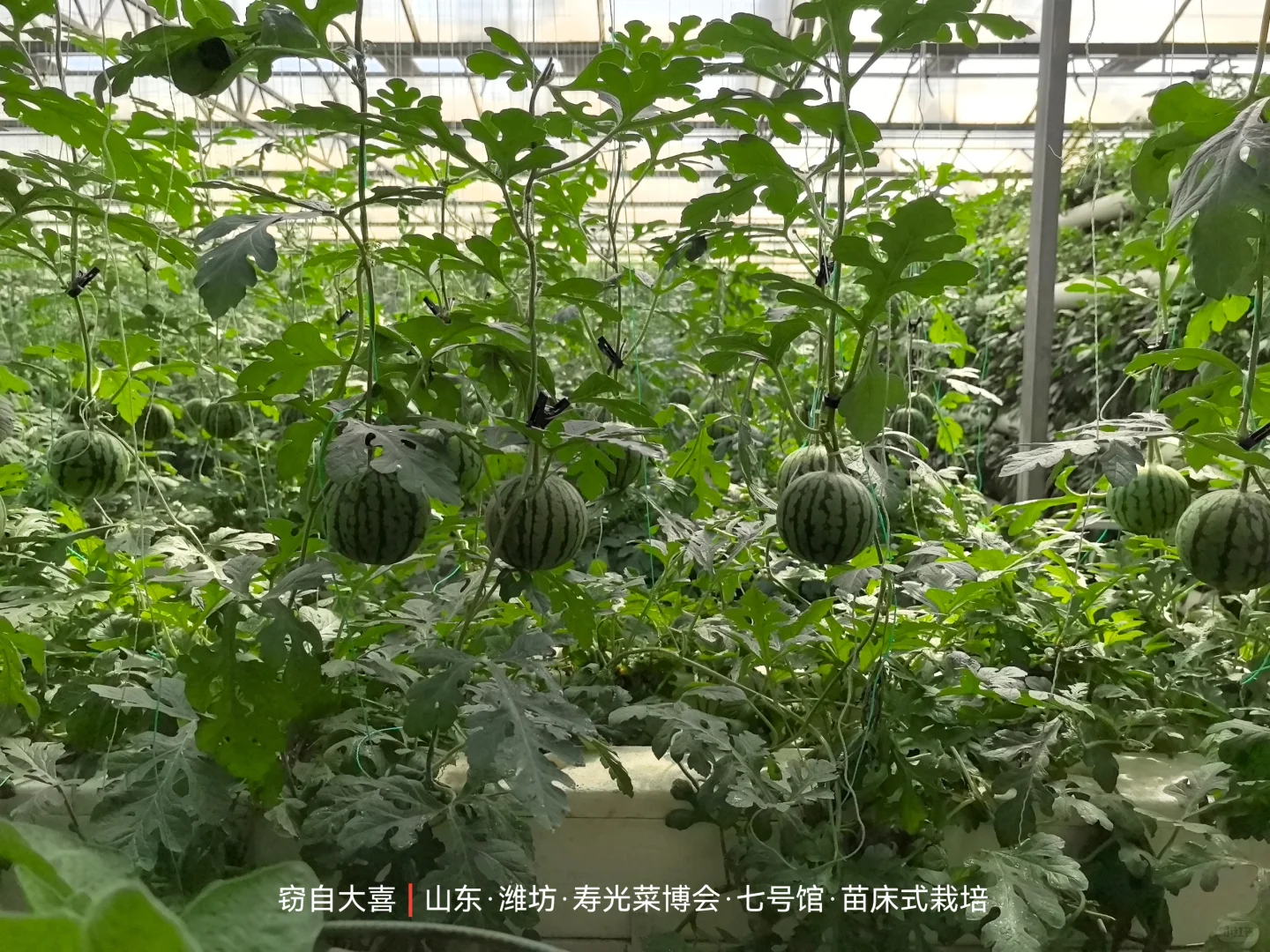 寿光菜博会首日完全打卡?攻略来了