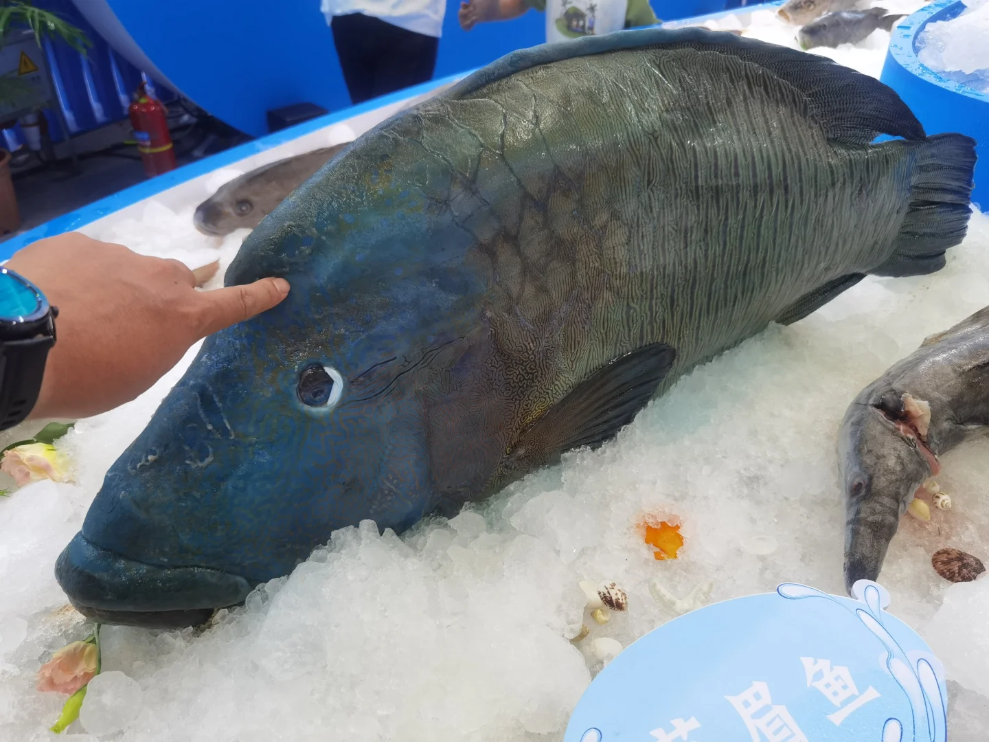 深圳渔博会