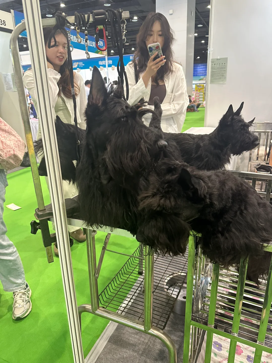 南宁宠物展一定要早点去❗️