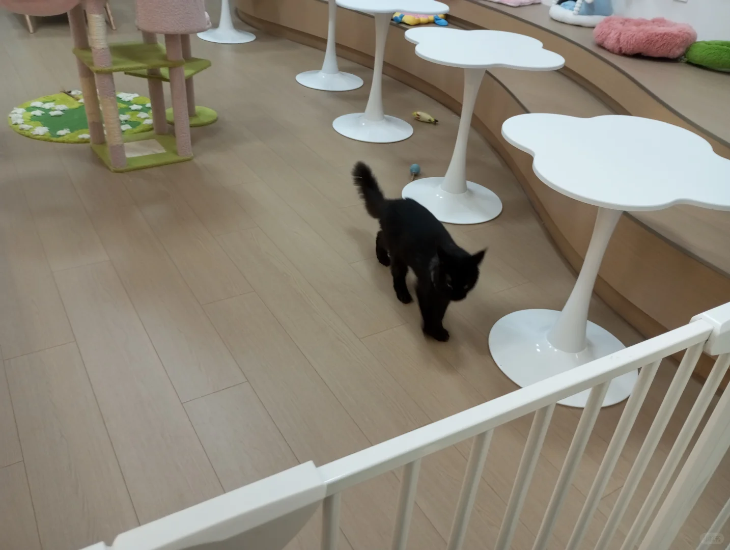 南宁会展动漫城趴一会猫咖打卡