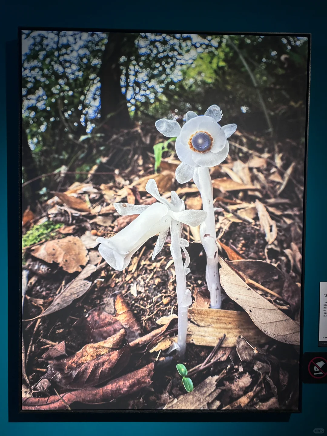北京看展
