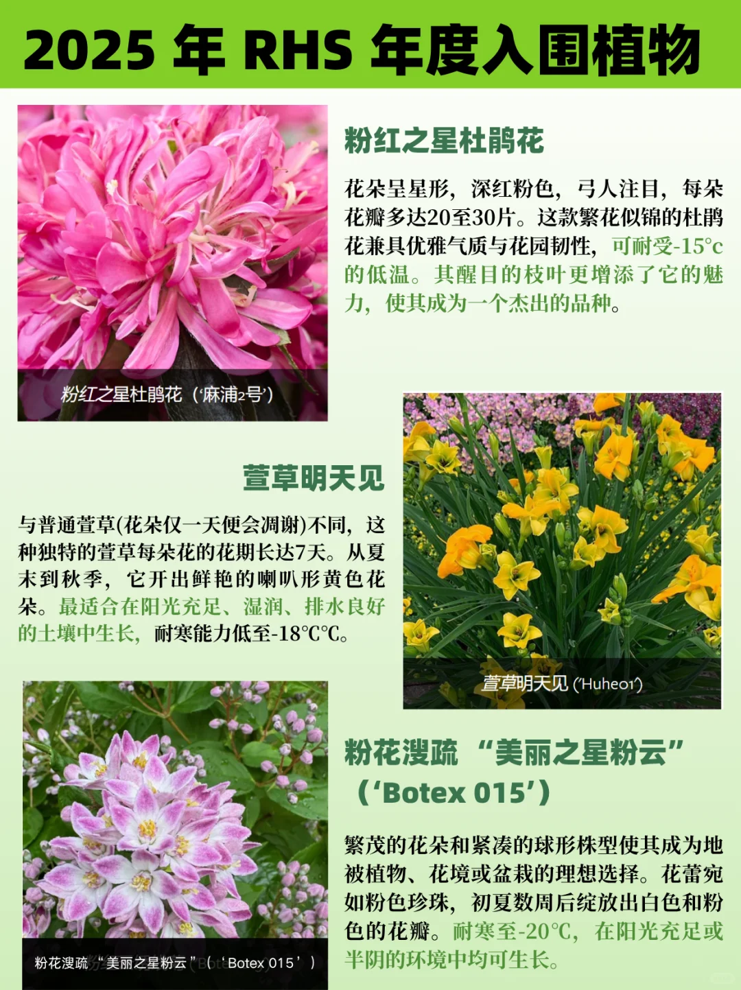 园艺人必看丨2025RHS切尔西年度植物揭晓