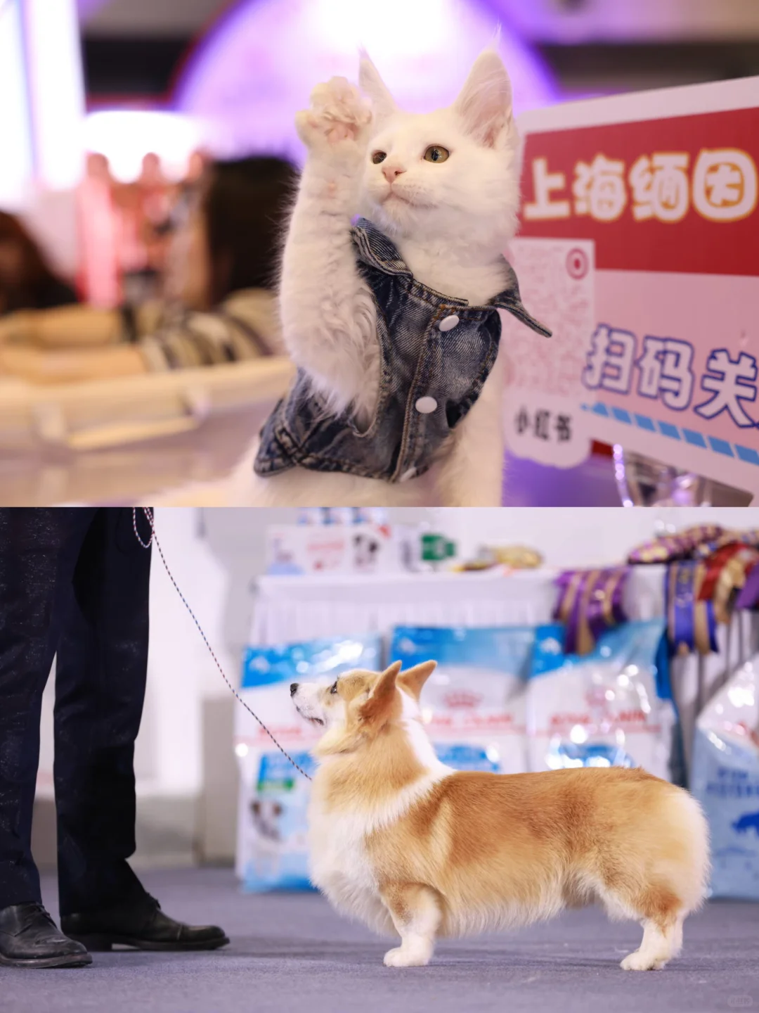 它博会宠物展周末闪现国家会展中心！ ?