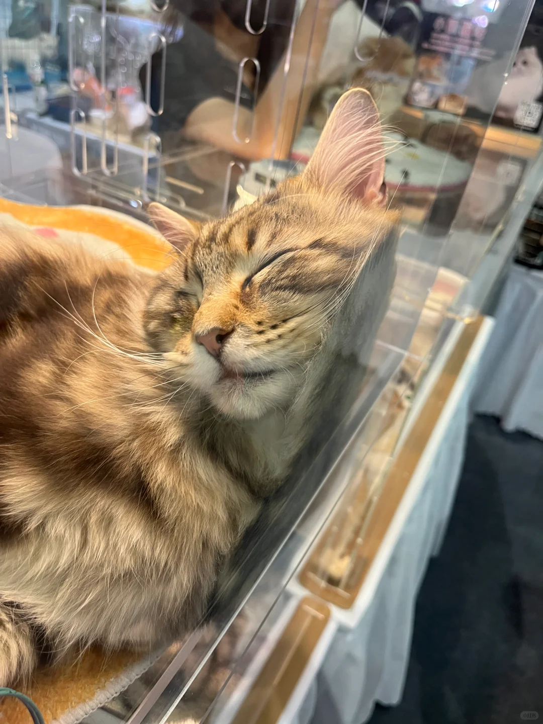 义乌国际宠物用品展览会vs上海它博会