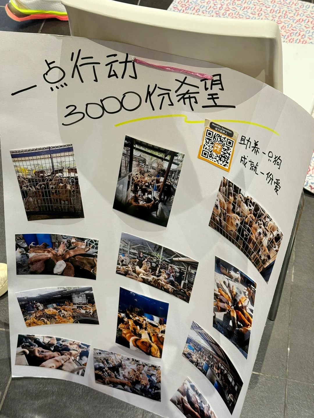 Mid Valley宠物展 2025｜实地打卡体验＋吐槽
