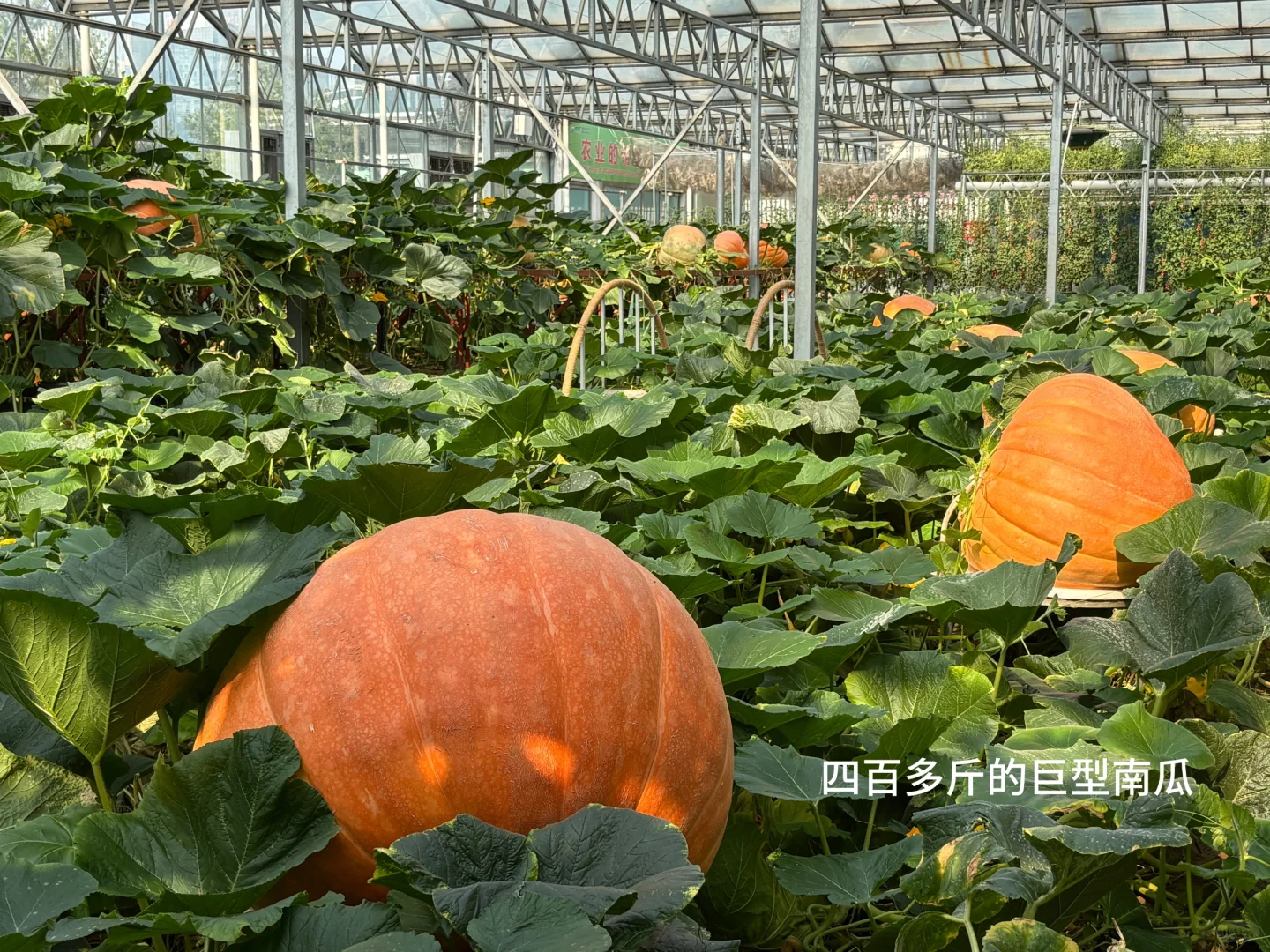 带爸妈去寿光蔬菜博览会啦！?????