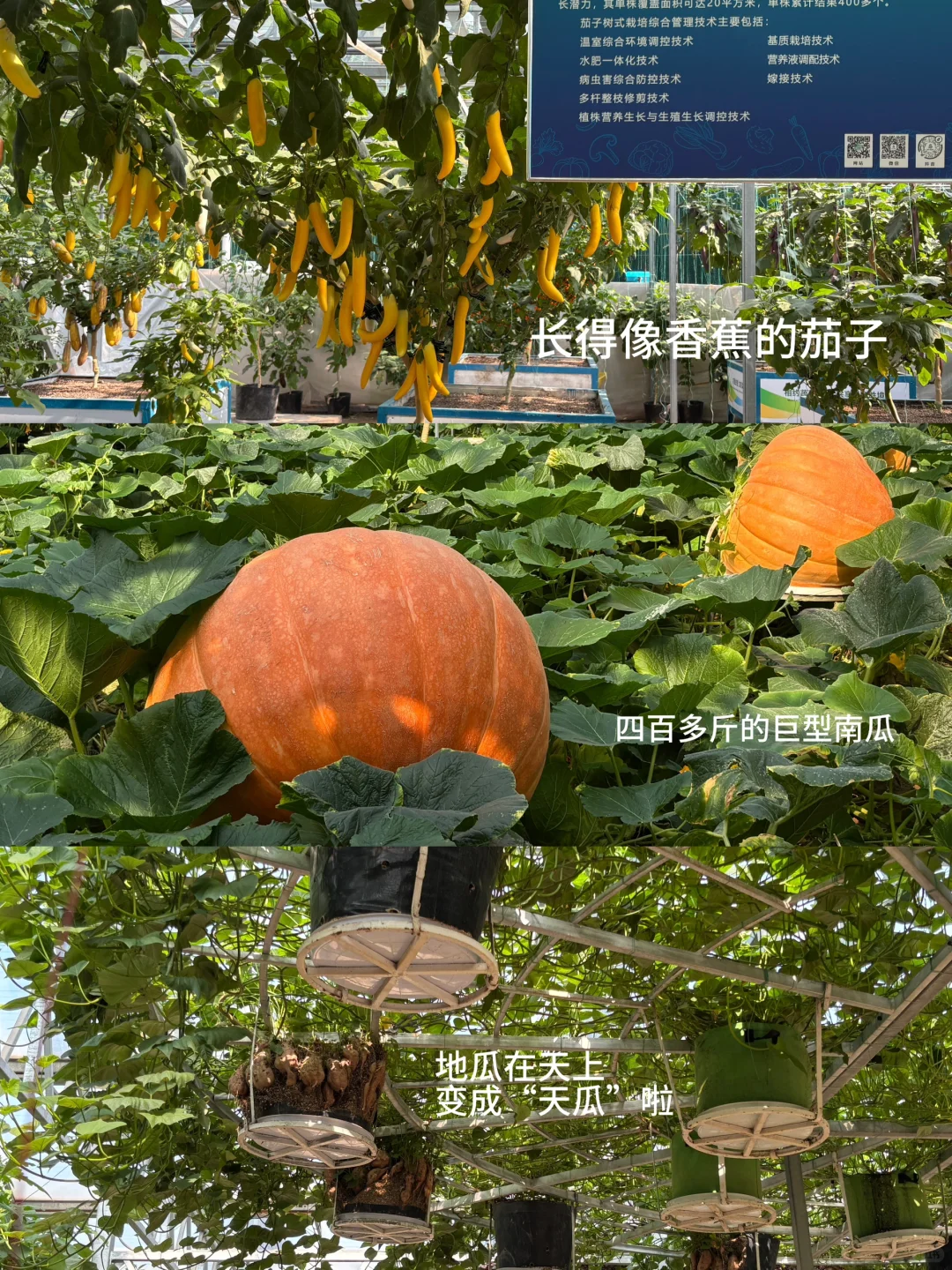 带爸妈去寿光蔬菜博览会啦！?????