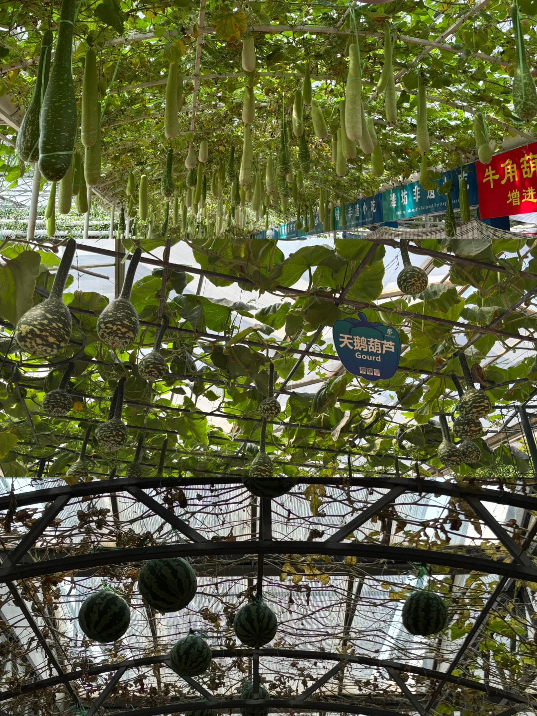 带爸妈去寿光蔬菜博览会啦！?????
