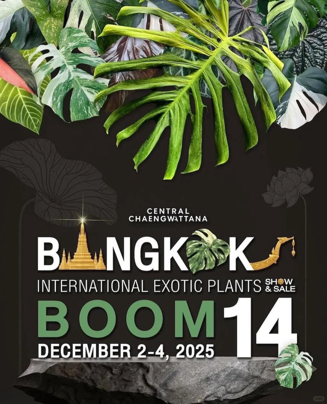 资源资讯｜2025泰国奇异植物展，巡回站点公布