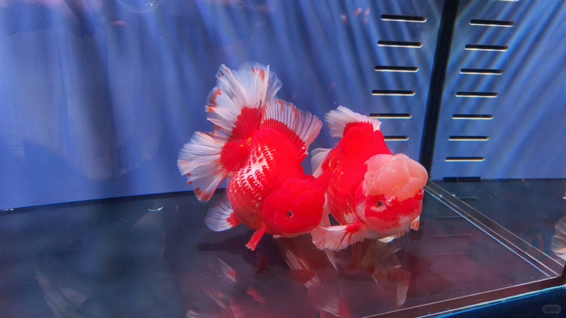 小夫妻周末日常之逛渔业博览会