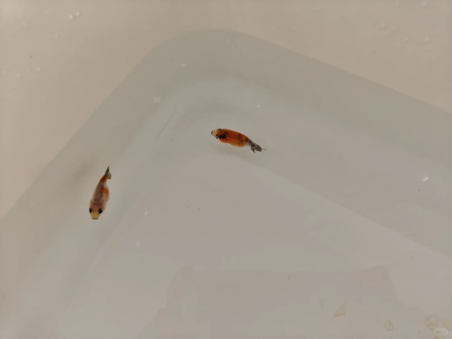 小夫妻周末日常之逛渔业博览会