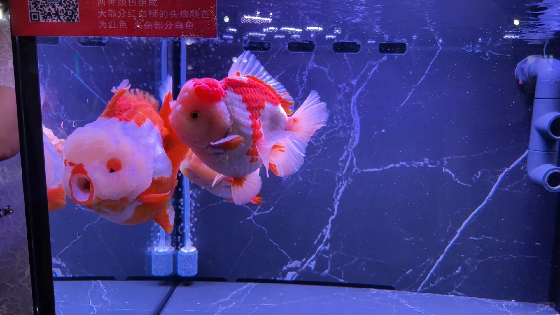 小夫妻周末日常之逛渔业博览会