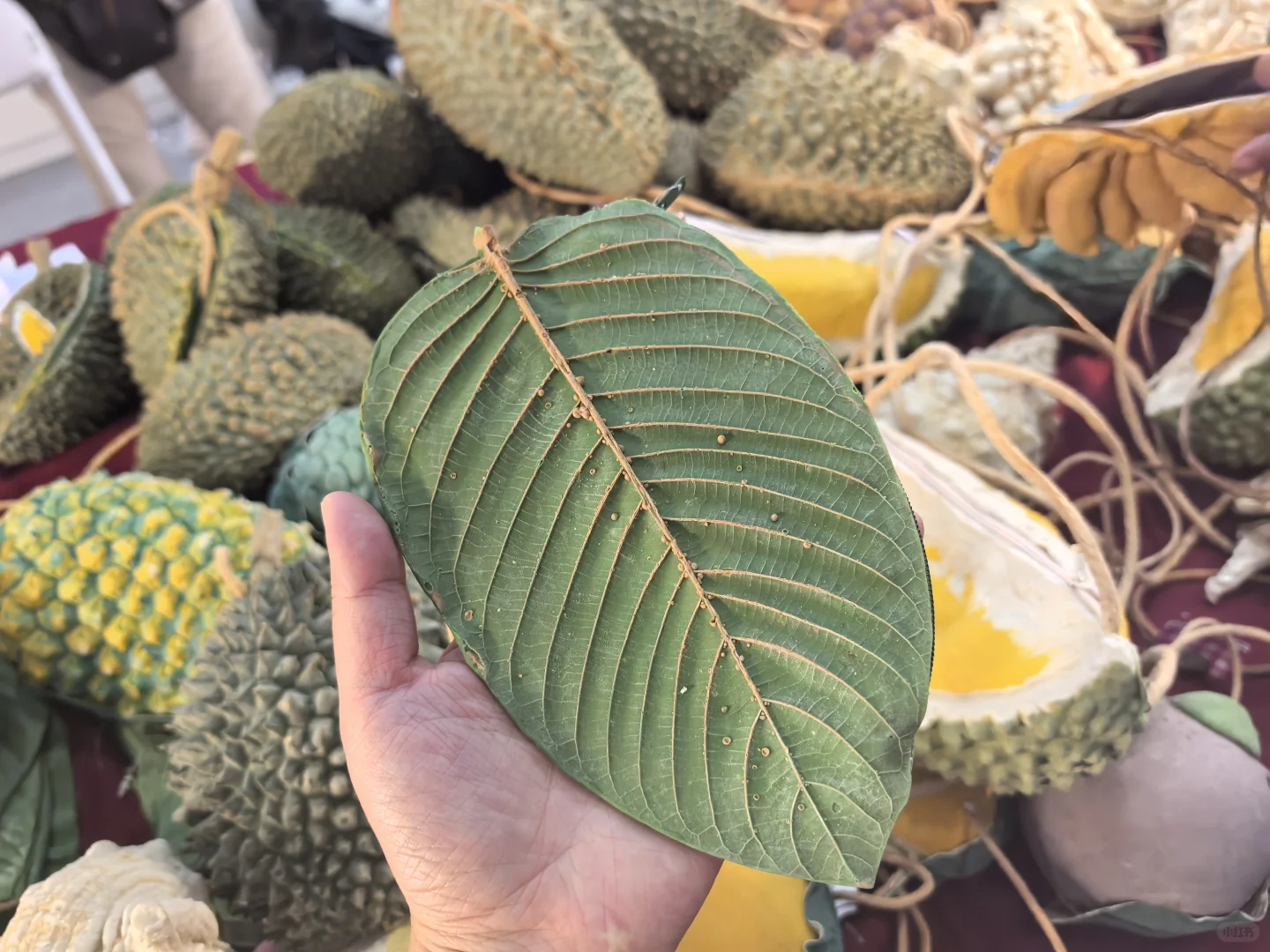 在南博会快闭馆时刻的意外收获！