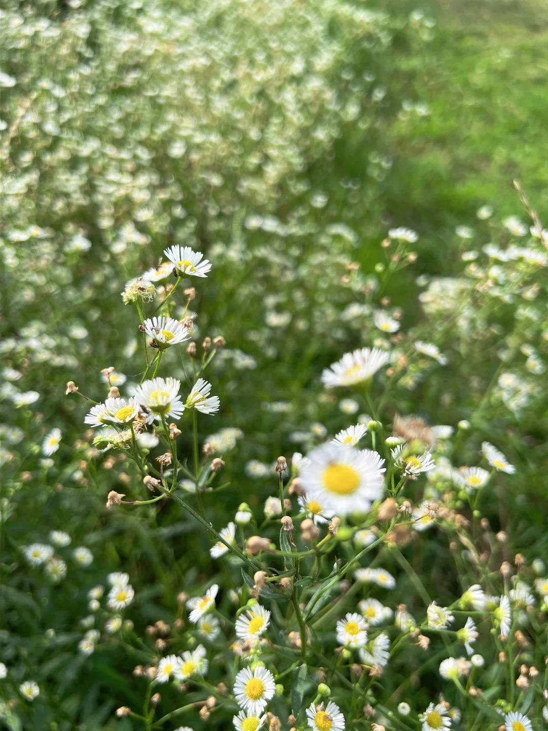 会展中心的小野花