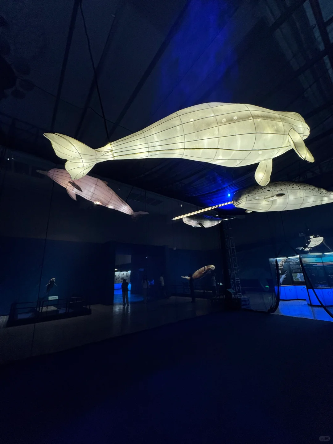 石家庄！新展！海底世界！趁没人赶紧来