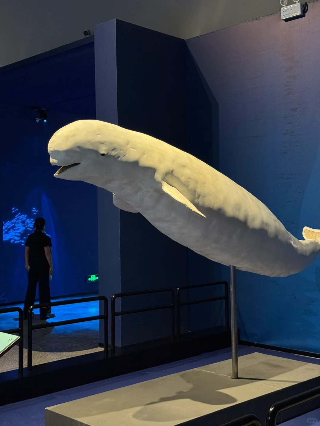 石家庄！新展！海底世界！趁没人赶紧来