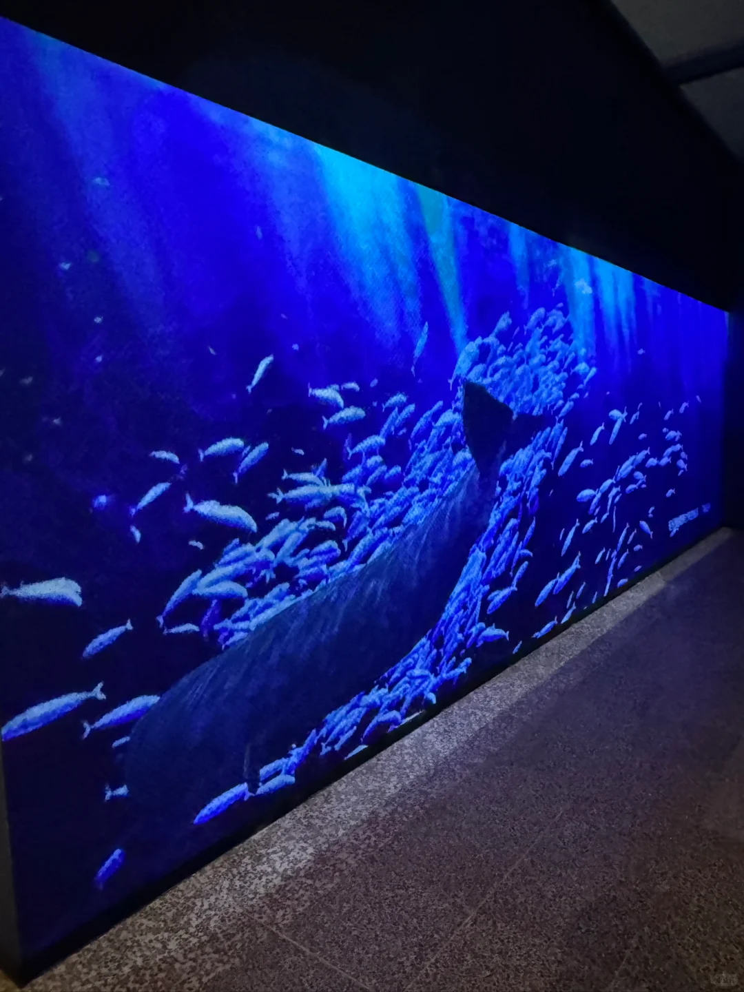 石家庄！新展！海底世界！趁没人赶紧来