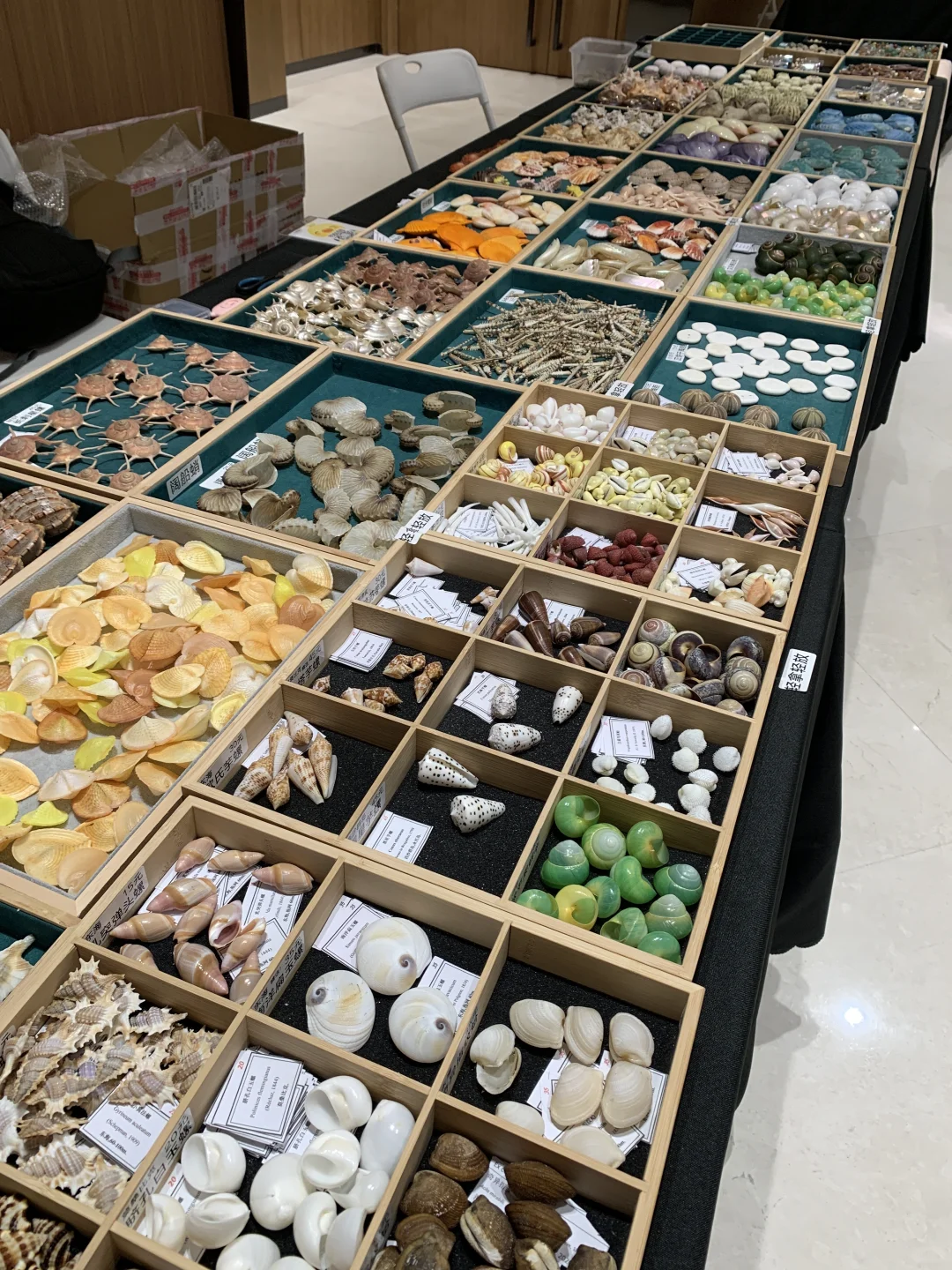 上海贝壳展，攻略来了