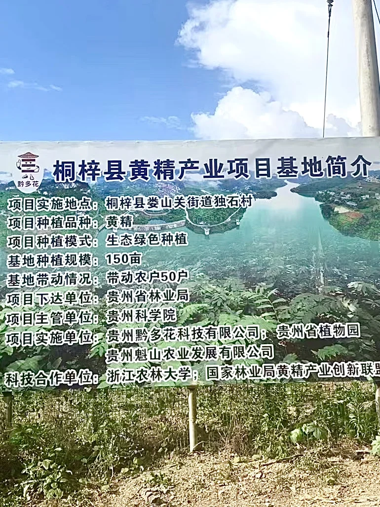 亳州展销会｜好黄精就选黔多花，全靠绿色手段