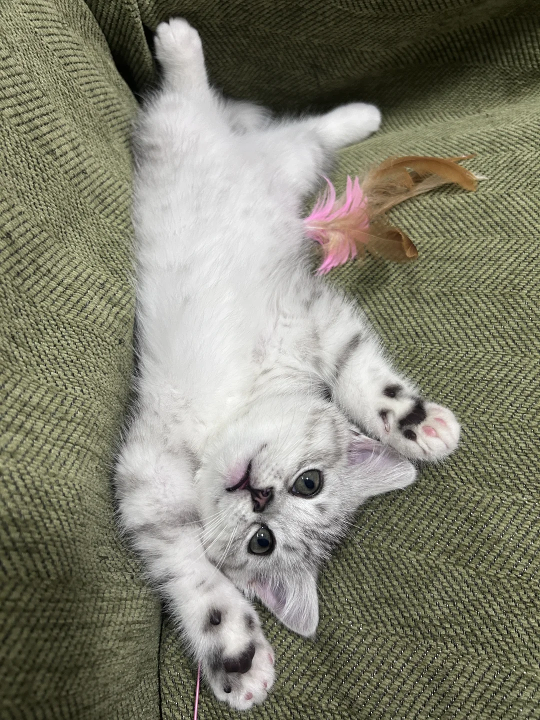 第一次养猫教程（平民版）