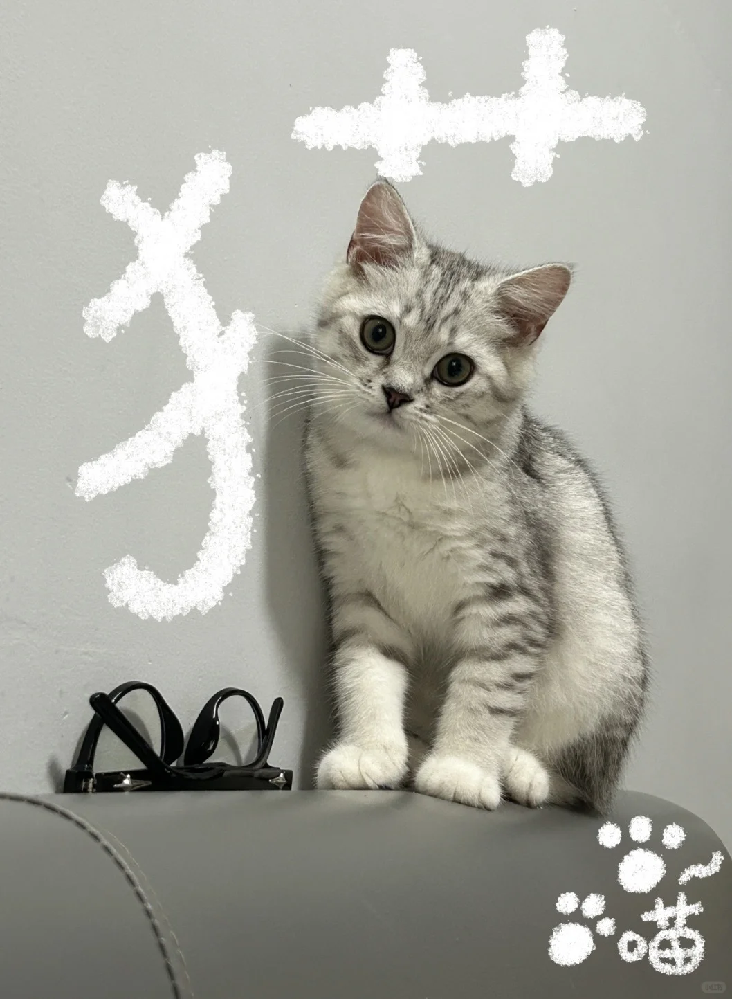 第一次养猫教程（平民版）